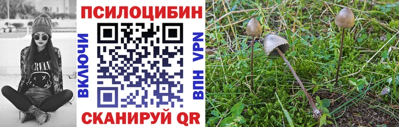 Купить где  Бор  Псилоцибиновые грибы Psilocybe 